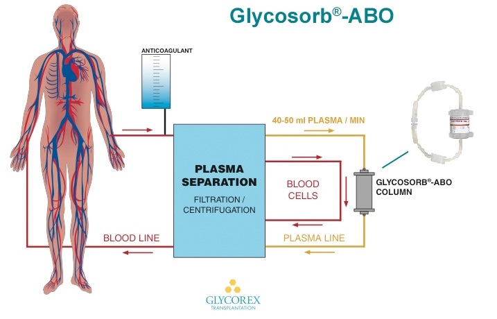 Self Photos / Files - Glycosorb-ABO